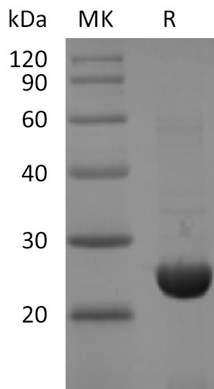 BL-2701NP: Greater than 85% as determined by reducing SDS-PAGE. (QC verified)