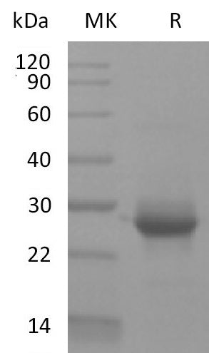 BL-2264NP: Greater than 95% as determined by reducing SDS-PAGE. (QC verified)