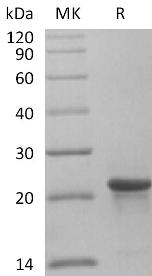 BL-2267NP: Greater than 95% as determined by reducing SDS-PAGE. (QC verified)