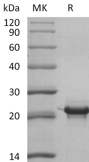 BL-2269NP: Greater than 95% as determined by reducing SDS-PAGE. (QC verified)