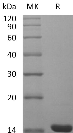 BL-2266NP: Greater than 95% as determined by reducing SDS-PAGE. (QC verified)