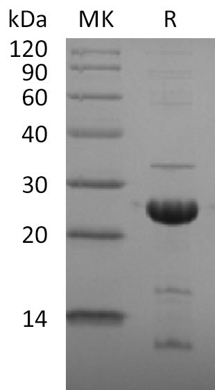BL-2670NP: Greater than 85% as determined by reducing SDS-PAGE. (QC verified)Recombinant 2019-nCoV NSP1 Protein (C-6His)