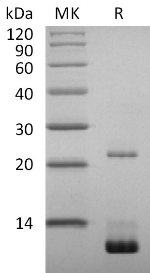 BL-2606NP: Greater than 87% as determined by reducing SDS-PAGE. (QC verified)