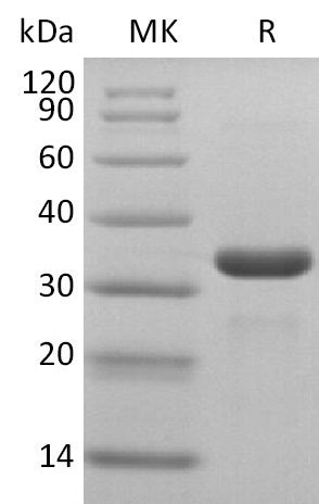 BL-2501NP: Greater than 95% as determined by reducing SDS-PAGE. (QC verified)Recombinant 2019-nCoV 3C-like Proteinase Protein (N-6His)