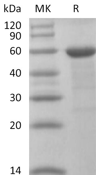 BL-2646NP: Greater than 90% as determined by reducing SDS-PAGE. (QC verified)