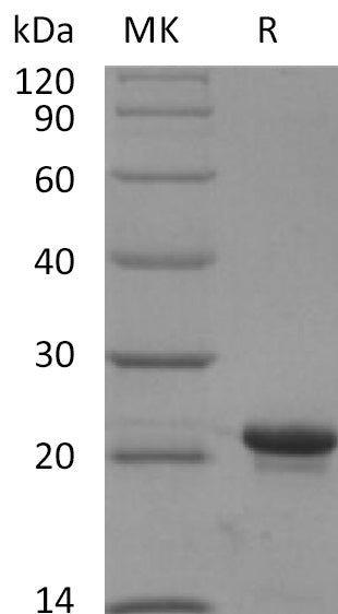 BL-2671NP: Greater than 95% as determined by reducing SDS-PAGE. (QC verified)