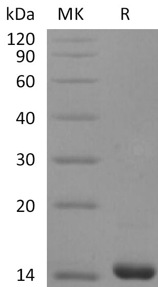 BL-2268NP: Greater than 95% as determined by reducing SDS-PAGE. (QC verified)Recombinant Human FGF-4 Protein (136AA)