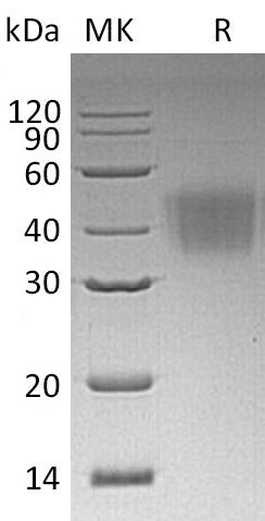 BL-0326NP: Greater than 95% as determined by reducing SDS-PAGE. (QC verified)Recombinant Human CD16a Protein (F176,C-6His)