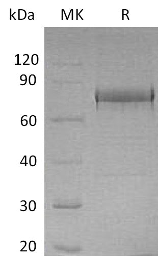 BL-1107NP: Greater than 95% as determined by reducing SDS-PAGE. (QC verified)