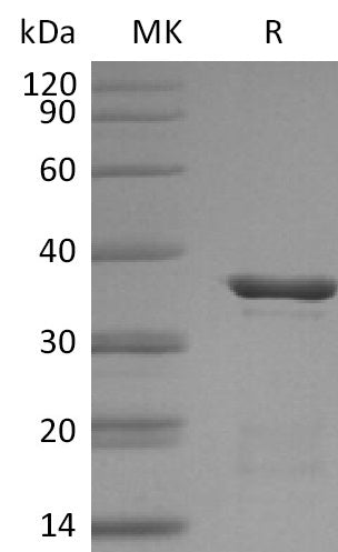 BL-2693NP: Greater than 95% as determined by reducing SDS-PAGE. (QC verified)