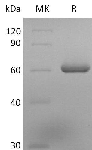 BL-2609NP: Greater than 95% as determined by reducing SDS-PAGE. (QC verified)