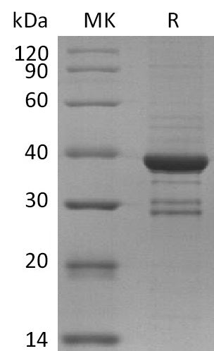 BL-2839NP: Greater than 80% as determined by reducing SDS-PAGE. (QC verified)