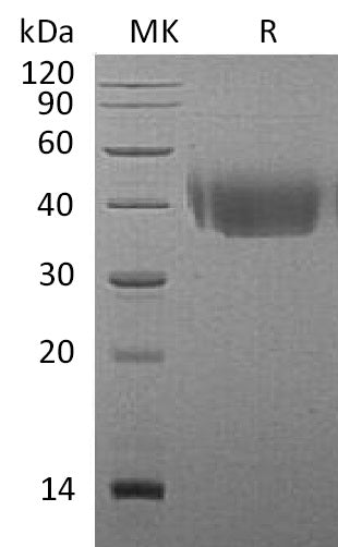 BL-1109NP: Greater than 95% as determined by reducing SDS-PAGE. (QC verified)