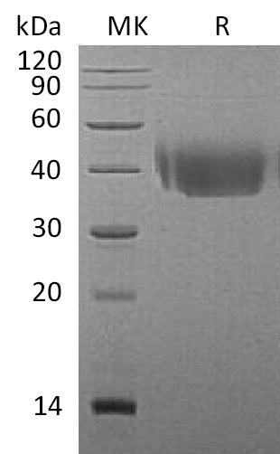 BL-1109NP: Greater than 95% as determined by reducing SDS-PAGE. (QC verified)Recombinant Mouse DNAM-1 Protein (C-6His)