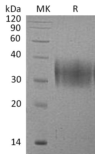 BL-1108NP: Greater than 95% as determined by reducing SDS-PAGE. (QC verified)Recombinant Mouse VISTA Protein (C-6His)