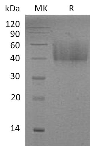 BL-1110NP: Greater than 95% as determined by reducing SDS-PAGE. (QC verified)Recombinant Mouse B7-H2 Protein (C-6His)