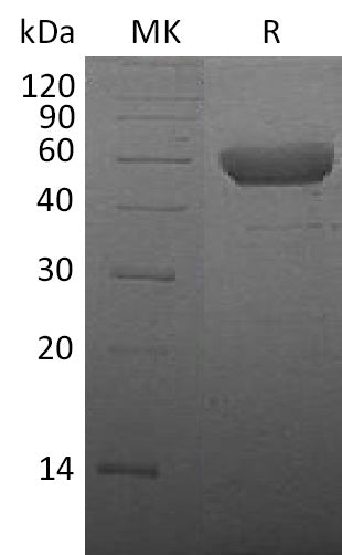 BL-0173NP: Greater than 95% as determined by reducing SDS-PAGE. (QC verified)Recombinant Mouse CTLA-4 Protein (C-Fc)