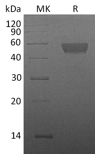 BL-0174NP: Greater than 95% as determined by reducing SDS-PAGE. (QC verified)Recombinant Mouse TIGIT Protein (C-Fc)