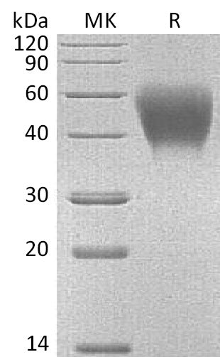 BL-1117NP: Greater than 95% as determined by reducing SDS-PAGE. (QC verified)Recombinant Mouse SLAMF1 Protein (C-6His)
