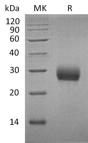 BL-1118NP: Greater than 95% as determined by reducing SDS-PAGE. (QC verified)Recombinant Mouse RANK Protein (C-6His)