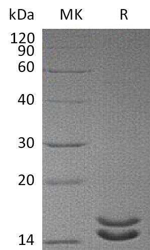BL-2899NP: Greater than 95% as determined by reducing SDS-PAGE. (QC verified)