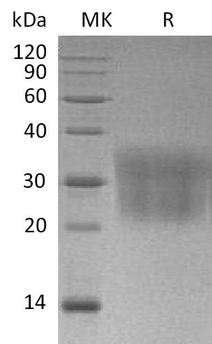 BL-1644NP: Greater than 95% as determined by reducing SDS-PAGE. (QC verified)