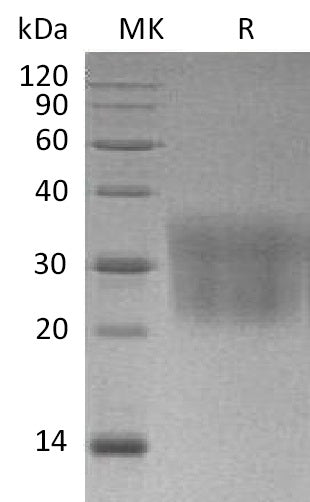 BL-1644NP: Greater than 95% as determined by reducing SDS-PAGE. (QC verified)Recombinant Mouse CCL2 Protein (C-6His)