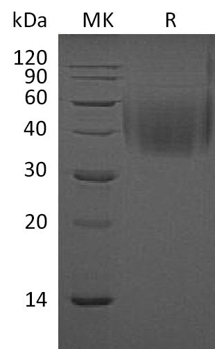 BL-1120NP: Greater than 95% as determined by reducing SDS-PAGE. (QC verified)Recombinant Mouse CD244 Protein (C-6His)