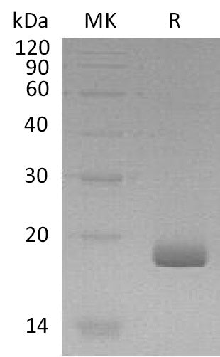 BL-1975NP: Greater than 95% as determined by reducing SDS-PAGE. (QC verified)Recombinant Human IL-28B Protein