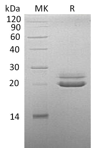 BL-1119NP: Greater than 95% as determined by reducing SDS-PAGE. (QC verified)