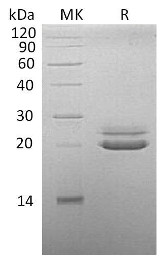 BL-1119NP: Greater than 95% as determined by reducing SDS-PAGE. (QC verified)Recombinant Cynomolgus FGF-21 Protein (C-6His)