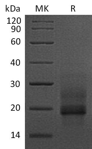 BL-1115NP: Greater than 95% as determined by reducing SDS-PAGE. (QC verified)Recombinant Human proHB-EGF Protein (C-6His)