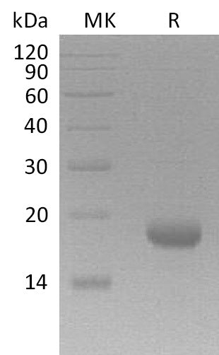 BL-1976NP: Greater than 95% as determined by reducing SDS-PAGE. (QC verified)Recombinant Human IL-17F Protein