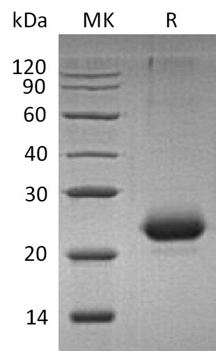 BL-1249NP: Greater than 95% as determined by reducing SDS-PAGE. (QC verified)Recombinant Mouse CD40 Protein (C-6His)