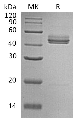 BL-1977NP: Greater than 95% as determined by reducing SDS-PAGE. (QC verified)Recombinant Mouse IL-23 Protein