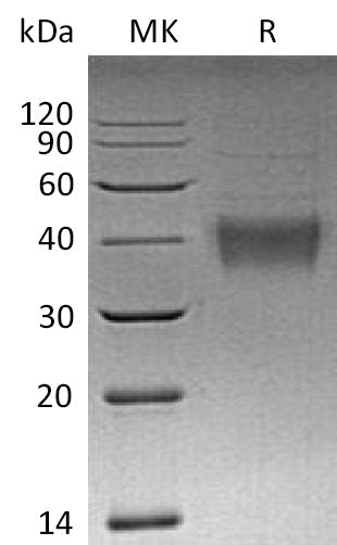 BL-2033NP: Greater than 90% as determined by reducing SDS-PAGE. (QC verified)Recombinant Mouse 4-1BBL Protein (N-10His)