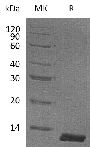 BL-1128NP: Greater than 95% as determined by reducing SDS-PAGE. (QC verified)Recombinant Mouse CCL8 Protein (C-6His)