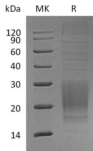 BL-1129NP: Greater than 95% as determined by reducing SDS-PAGE. (QC verified)