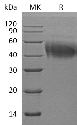 BL-0304NP: Greater than 95% as determined by reducing SDS-PAGE. (QC verified)