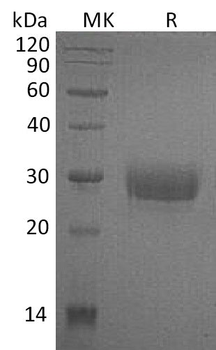 BL-0399NP: Greater than 95% as determined by reducing SDS-PAGE. (QC verified)Recombinant Human CD32a Protein (H167,C-6His)