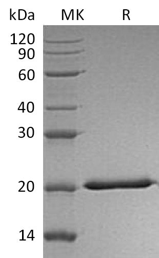 BL-1124NP: Greater than 95% as determined by reducing SDS-PAGE. (QC verified)Recombinant Human IL-28A Protein (C-6His)