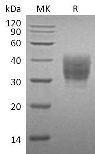 BL-1136NP: Greater than 95% as determined by reducing SDS-PAGE. (QC verified)