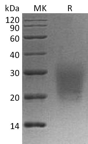 BL-1137NP: Greater than 95% as determined by reducing SDS-PAGE. (QC verified)Recombinant Cynomolgus CD3d Protein (C-6His)