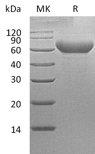 BL-0177NP: Greater than 95% as determined by reducing SDS-PAGE. (QC verified)Recombinant Cynomolgus TIM-3 Protein (C-Fc)