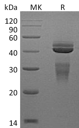 BL-1140NP: Greater than 95% as determined by reducing SDS-PAGE. (QC verified)Recombinant Rat IL-12 Protein (C-6His)
