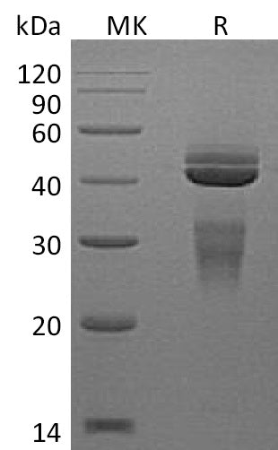 BL-1140NP: Greater than 95% as determined by reducing SDS-PAGE. (QC verified)