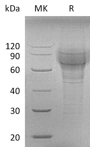 BL-2895NP: Greater than 90% as determined by reducing SDS-PAGE. (QC verified)