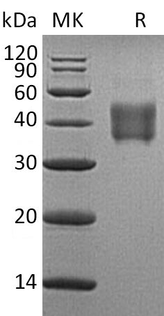 BL-1134NP: Greater than 95% as determined by reducing SDS-PAGE. (QC verified)Recombinant Human SLAMF5 Protein (C-6His)