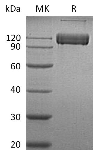 BL-0176NP: Greater than 95% as determined by reducing SDS-PAGE. (QC verified)Recombinant Human ALCAM Protein (C-Fc)