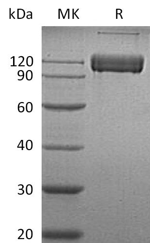 BL-0176NP: Greater than 95% as determined by reducing SDS-PAGE. (QC verified)
